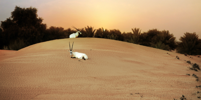 Desert Safari